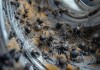 嘉格纳洗衣机报修热线速联剖析☜洗衣机里的小黑虫清除攻略
